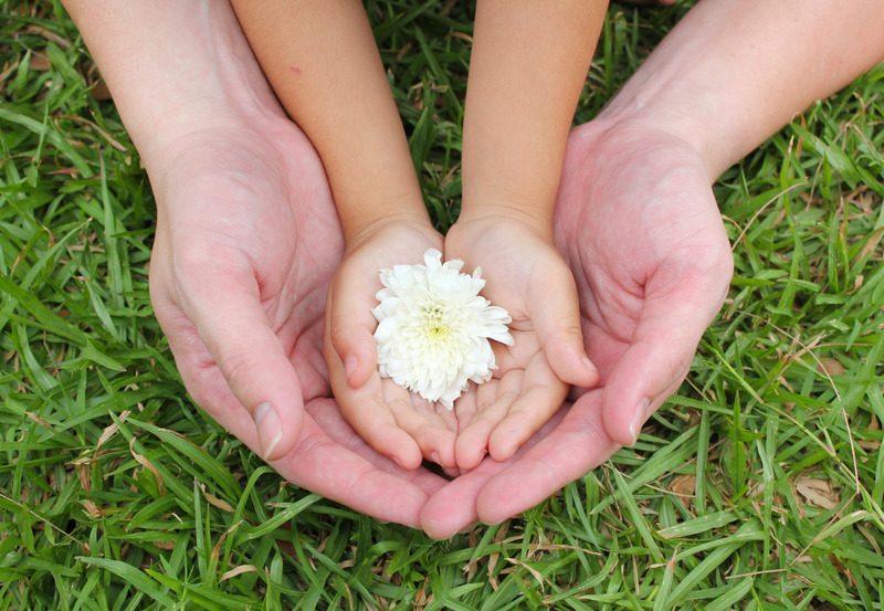 A child's hands and an adult's hands cupping a white chrysanthemum on grass